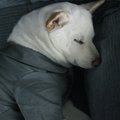 closeup of sleeping white dog wearing gray shirt