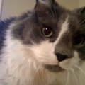 closeup of gray and white fluffy cat